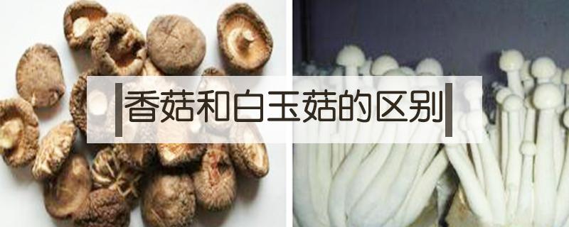 香菇和白玉菇的区别 白玉菇和平菇的区别