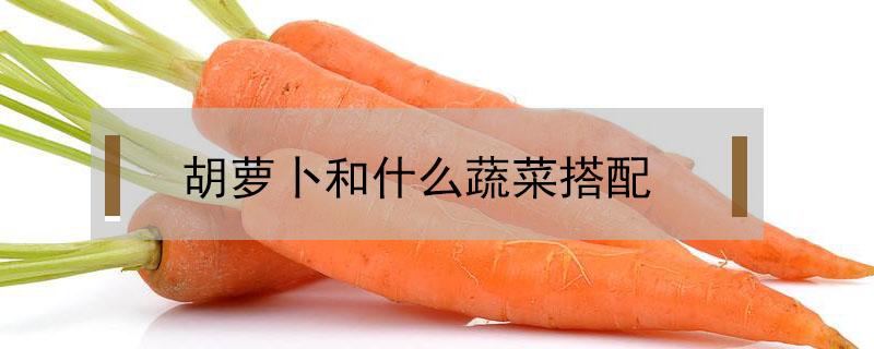 胡萝卜和什么蔬菜搭配 胡萝卜和什么蔬菜搭配最好