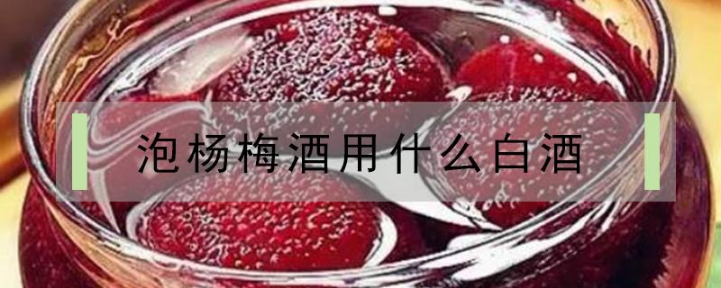 泡杨梅酒用什么白酒