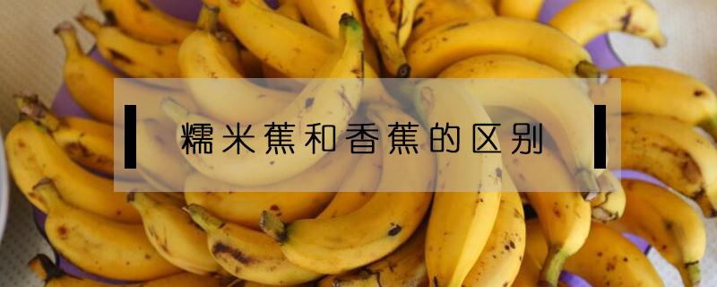 糯米蕉和香蕉的区别 糯米和香蕉什么