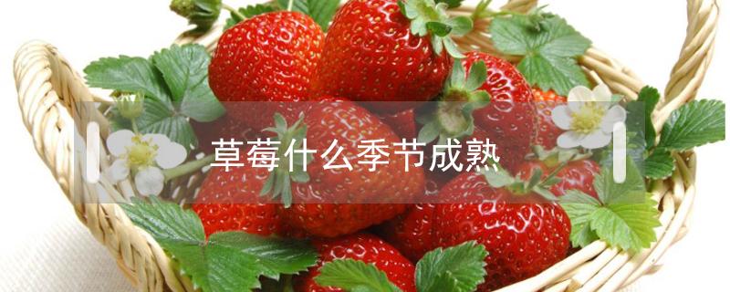 草莓什么季节成熟 广东草莓什么季节成熟