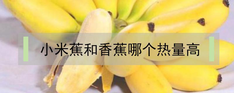 小米蕉和香蕉哪个热量高（小米蕉热量高吗?）