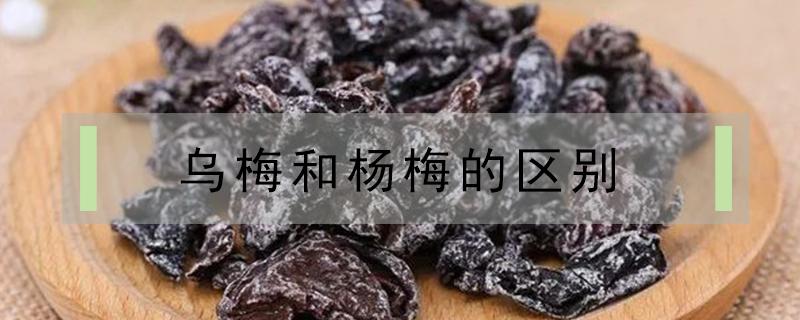 乌梅和杨梅的区别