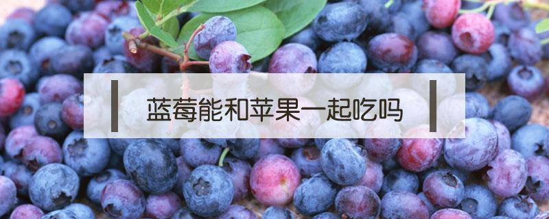 蓝莓能和苹果一起吃吗 蓝莓能不能和苹果一起吃