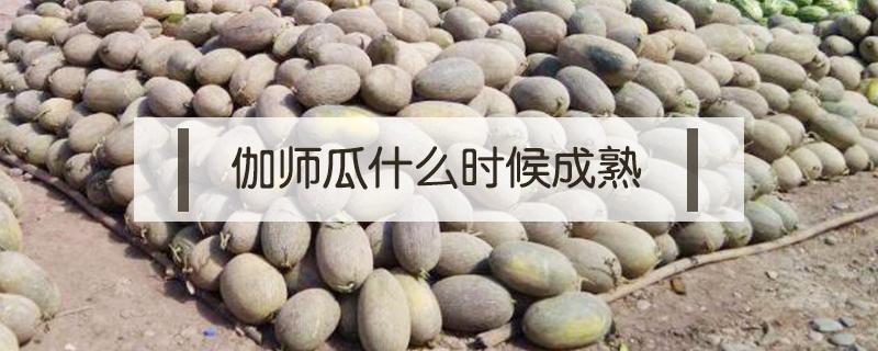 伽师瓜什么时候成熟 伽师瓜怎么样是熟了