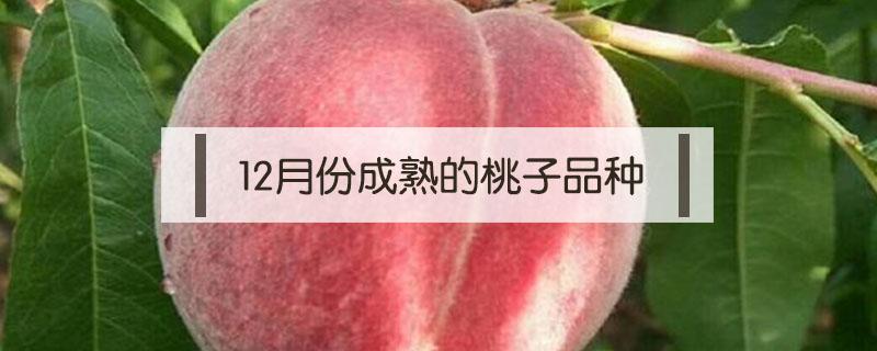 12月份成熟的桃子品种（十月份才成熟的桃子是什么品种）