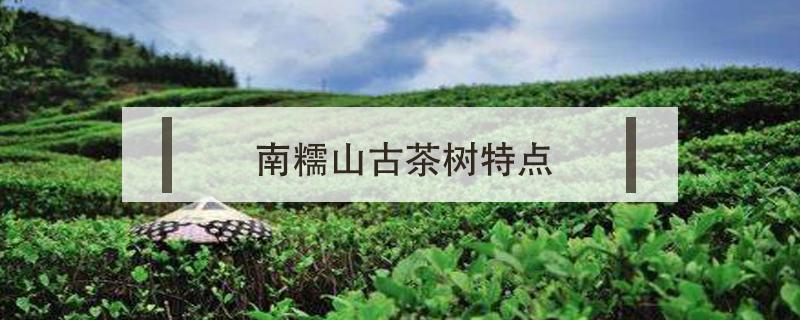 南糯山古树茶特点 南糯山古树茶特点价格