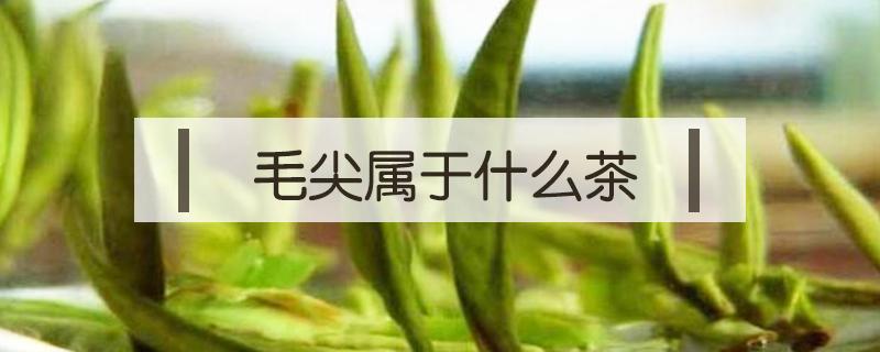 毛尖属于什么茶（碧螺春属于什么茶）