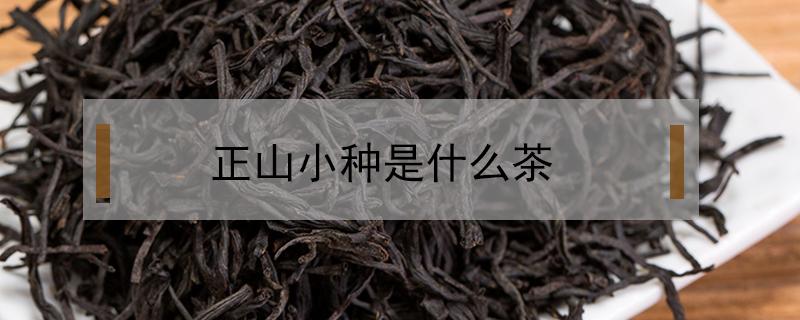 正山小种是什么茶 正山小种是什么茶是红茶还是绿茶