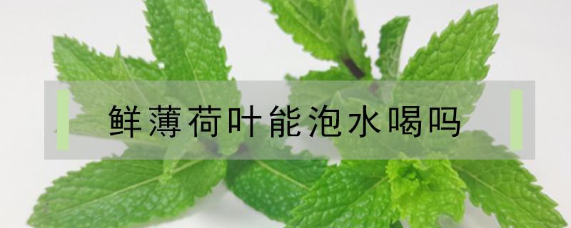 鲜薄荷叶能泡水喝吗（新鲜薄荷叶能直接泡水喝吗）