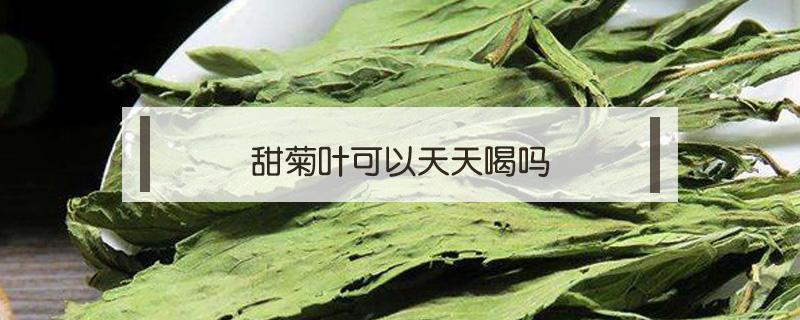 甜菊叶可以天天喝吗（甜菊叶茶可以天天喝吗）