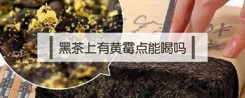 黑茶上有黄霉点能喝吗