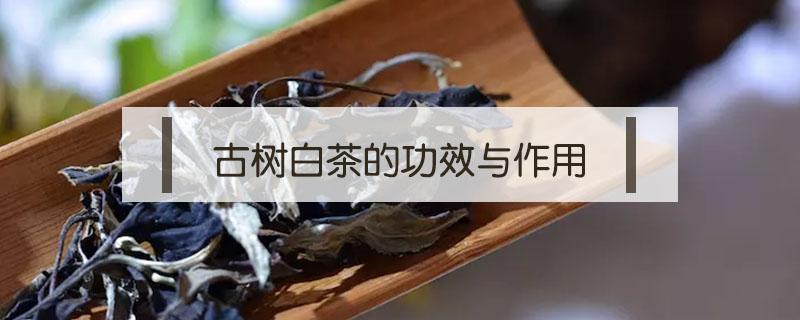 古树白茶的功效与作用 古树白茶的功效与作用知道