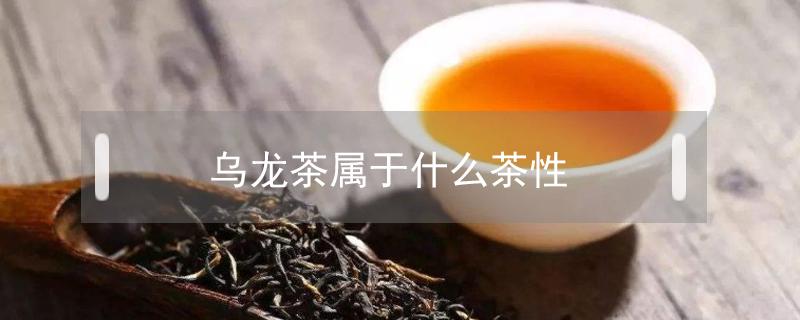 乌龙茶属于什么茶性 乌龙茶的茶性是什么
