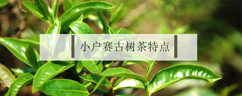 小户赛古树茶特点（小户赛古树茶的特点）