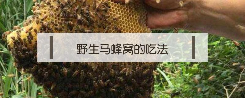 野生马蜂窝的吃法 马蜂窝怎么吃法