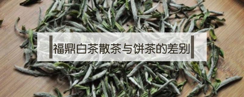 福鼎白茶散茶与饼茶的差别 福鼎白茶散的好还是饼好