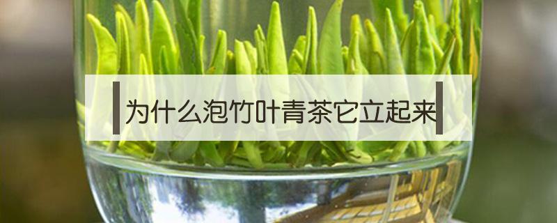 为什么泡竹叶青茶它立起来（竹叶青泡起来立起来好吗）