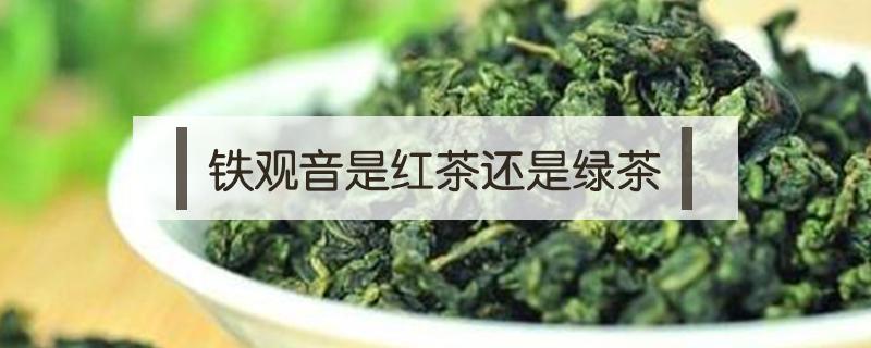 铁观音是红茶还是绿茶