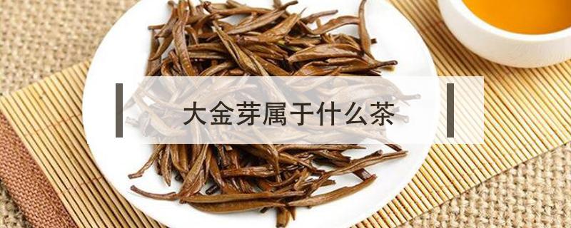 大金芽属于什么茶（大金芽是红茶吗）