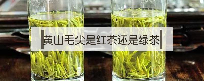 黄山毛尖是红茶还是绿茶（黄山毛尖是白茶还是绿茶）