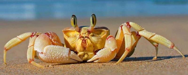 螃蟹黄苦还能吃吗 螃蟹黄苦还能吃吗有毒吗