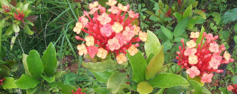 在农村开个花圃挣钱吗（在农村开个花圃挣钱吗）