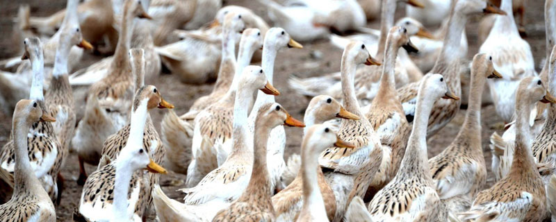 养蛋鸭需要多少投资 蛋鸭养殖成本