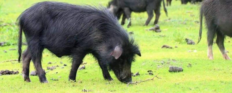 藏香猪养殖利润高为什么没人养 藏香猪养殖技术大全