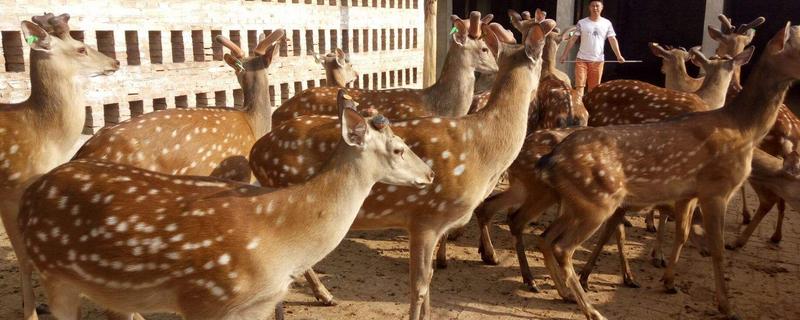 人工养鹿技术 鹿养殖技术