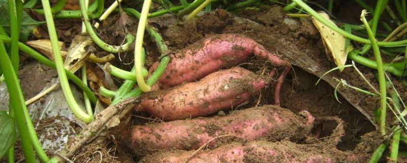 20亩红薯利润多少 致富经一亩地赚60万