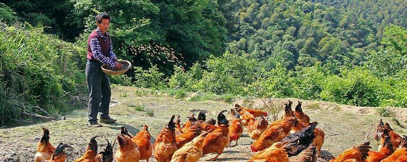 山上养鸡要多少成本 山上养鸡成本和效益