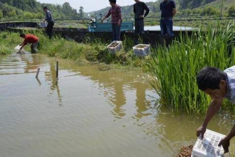 养小龙虾的投食方法