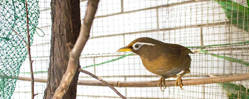 养画眉鸟三闭三开养法 画眉鸟怎么三开三闭