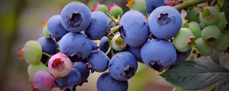 适合北方的蓝莓品种 北方适宜的蓝莓品种