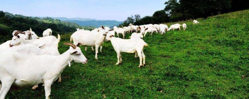 成本低的暴利养殖项目有哪些 成本低利润高的养殖业