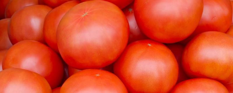 西红柿发芽了还能吃吗 什么品种的西红柿最好吃