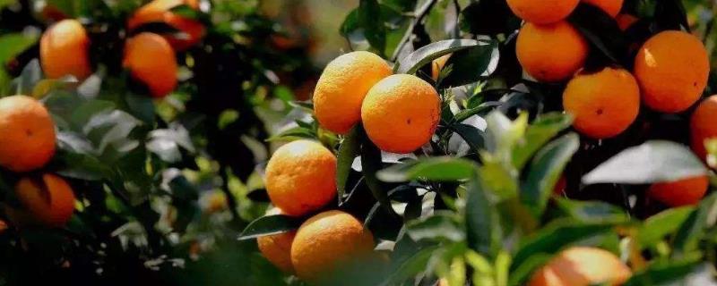 褚橙成功的主要原因 褚橙成功的因素有哪些