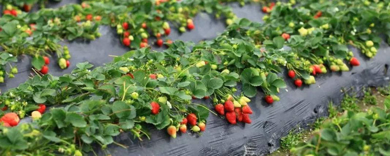 冬天草莓打药吗 冬天草莓打农药吗
