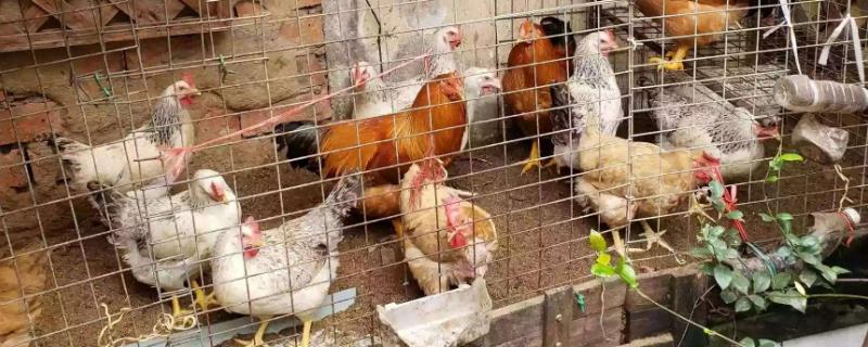 发酵床养鸡为什么大型养殖场没有用（发酵床养鸡真的不臭吗）