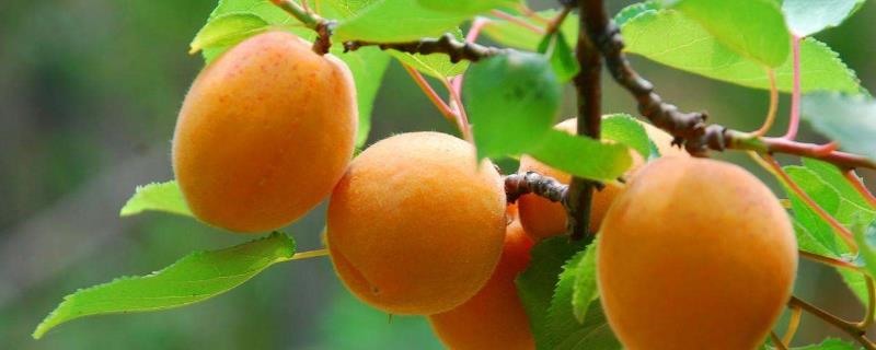 优质杏树品种有哪些，高产是关键 最优良的杏树品种有哪些?