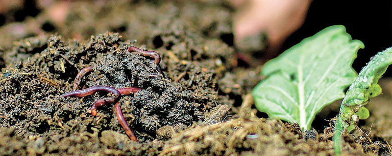 地龙怎么养殖 大地龙养殖方法