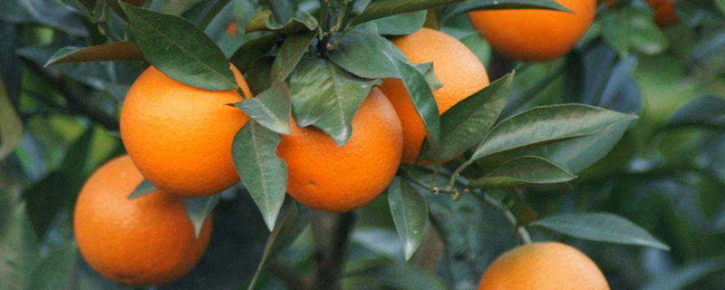 脐橙的种类 脐橙的种类有多少种
