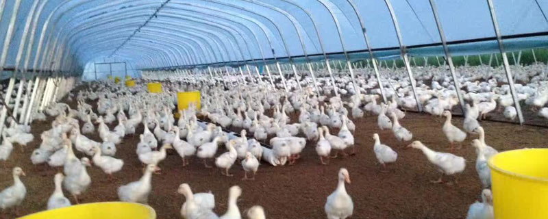 发酵床养鹅技术，发酵床的制作过程 发酵床能养鸭子养鹅吗