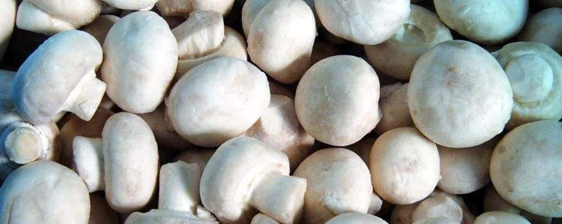 双孢菇有毒吗 双孢菇能吃吗?