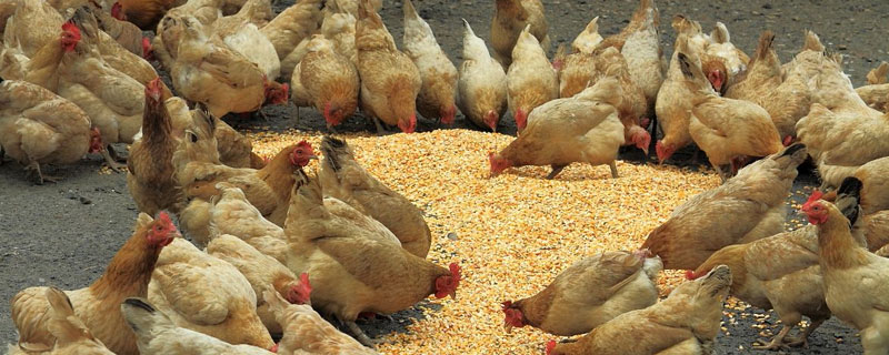 养鸡怎么预防鸡瘟 如何预防鸡瘟疫