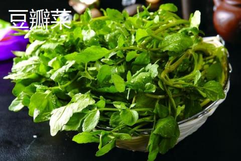 豆瓣菜是什么菜 豆瓣菜是水芹菜吗 豆瓣菜是西洋菜吗