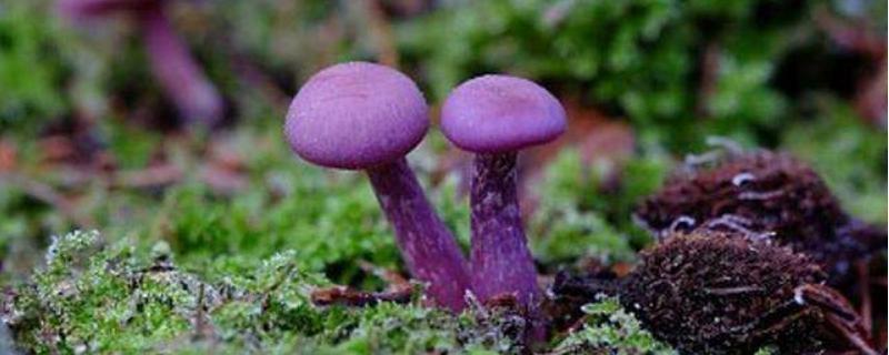 紫蘑菇有哪些（紫色蘑菇是什么蘑菇）