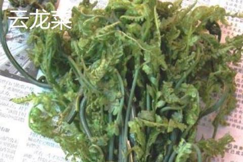 野菜云龙菜是蕨菜吗 云龙才是不是龙须菜