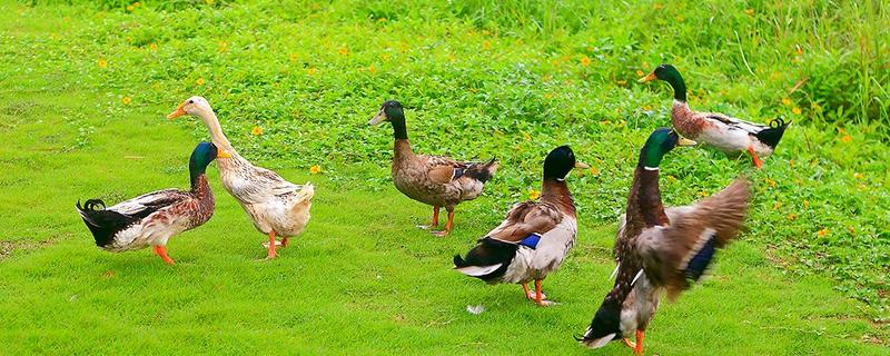 青头鸭有毒吗（绿头鸭有毒吗）